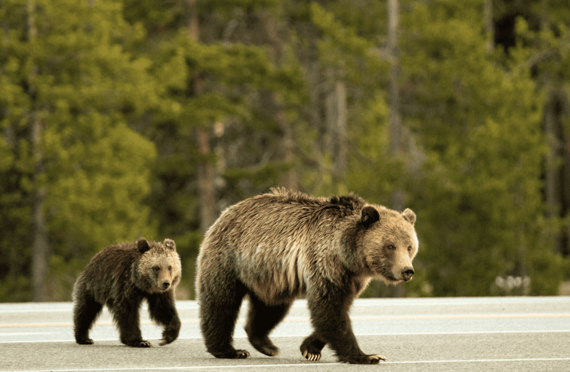 Obstacle course: When a road hinders wildlife movement 
